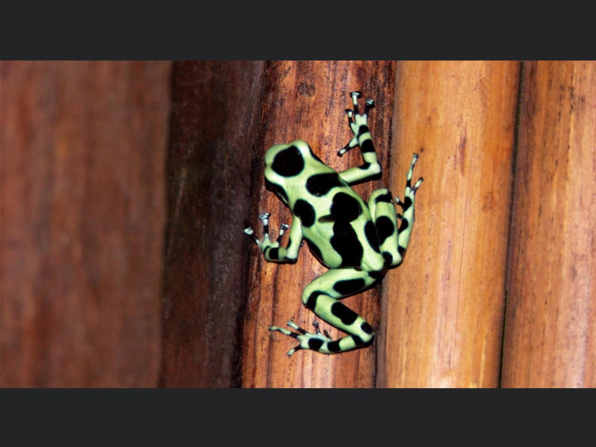 מנסניו El Colibri Lodge מראה חיצוני תמונה