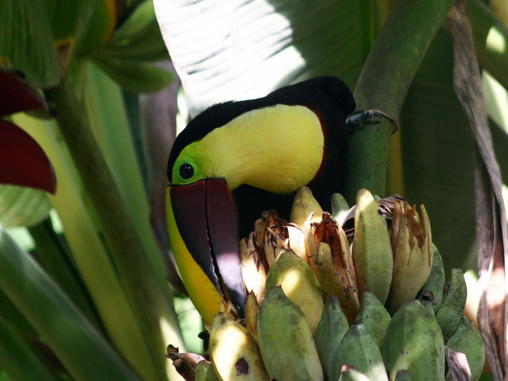 מנסניו El Colibri Lodge מראה חיצוני תמונה
