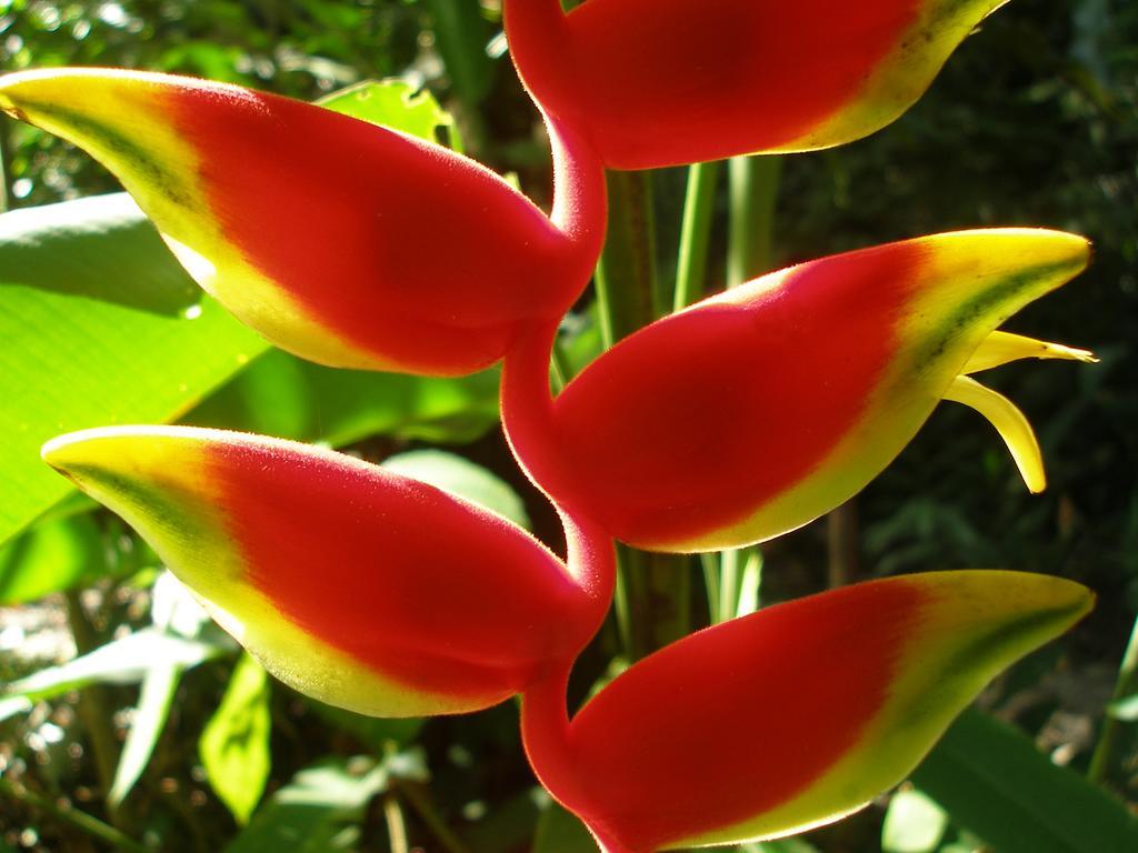 מנסניו El Colibri Lodge מראה חיצוני תמונה
