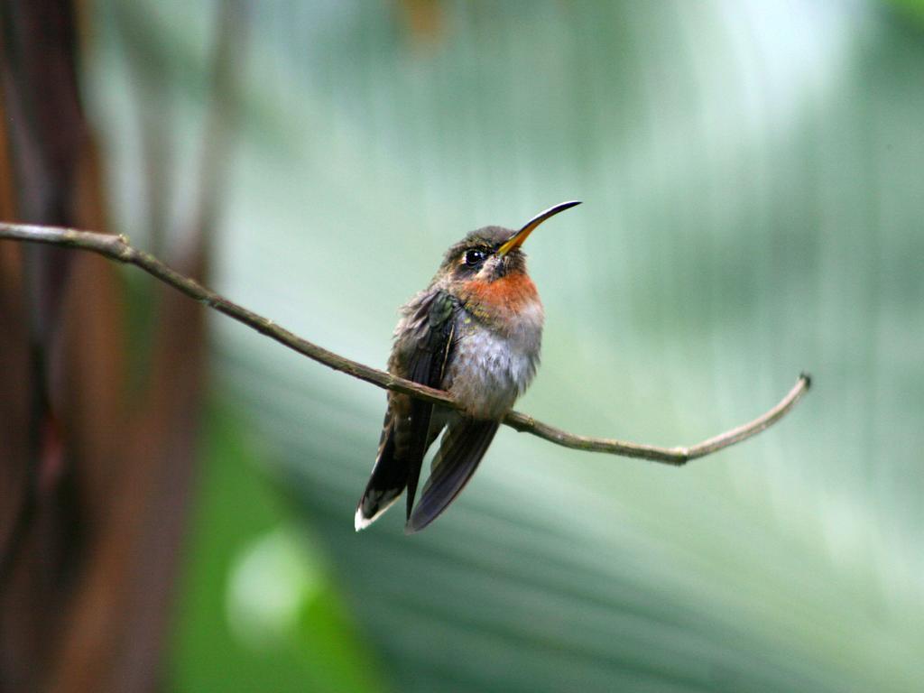 מנסניו El Colibri Lodge מראה חיצוני תמונה