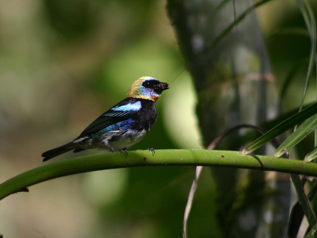 מנסניו El Colibri Lodge מראה חיצוני תמונה