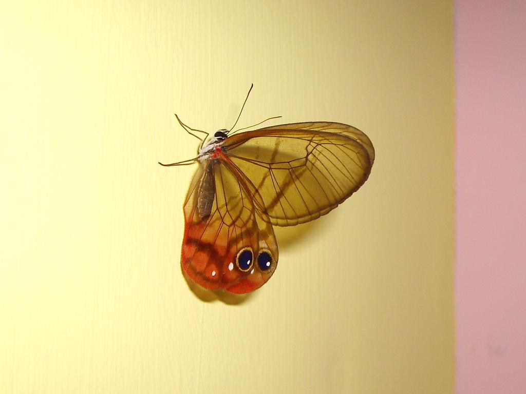 מנסניו El Colibri Lodge מראה חיצוני תמונה
