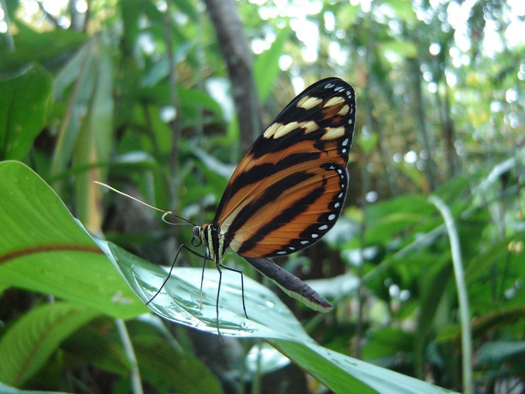 מנסניו El Colibri Lodge מראה חיצוני תמונה