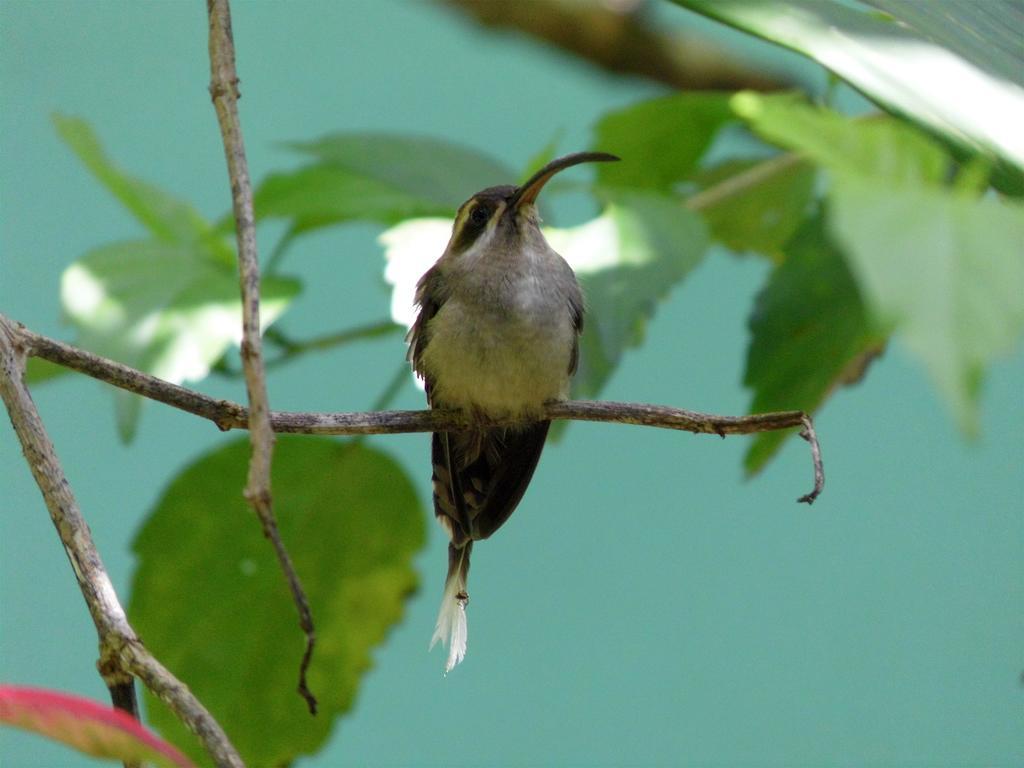 מנסניו El Colibri Lodge מראה חיצוני תמונה